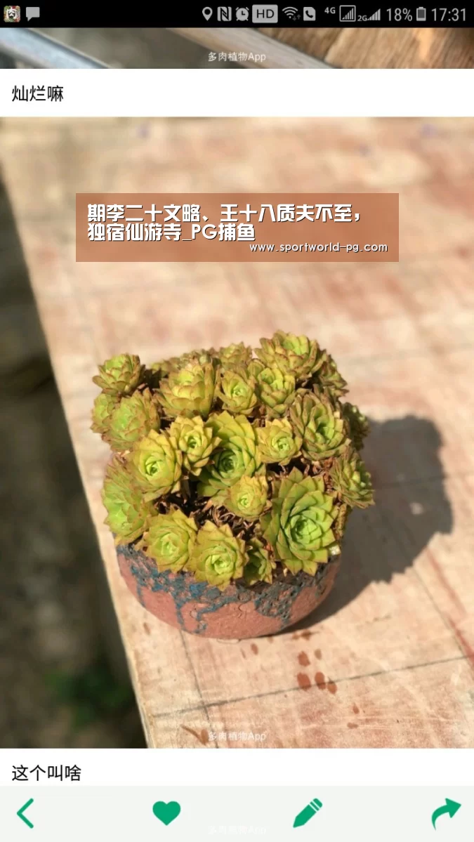 PG官网